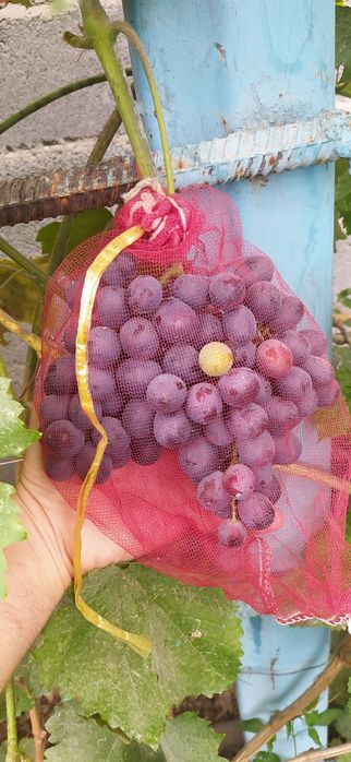 Саженцы винограда