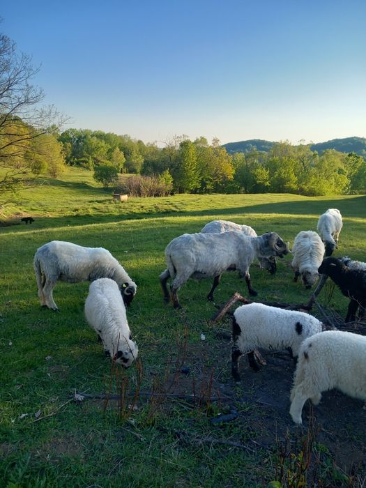 Vând 2 berbeci buni de prăsilă