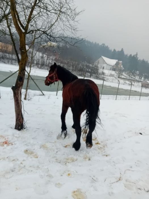 Armasar de vânzare de 5 ani