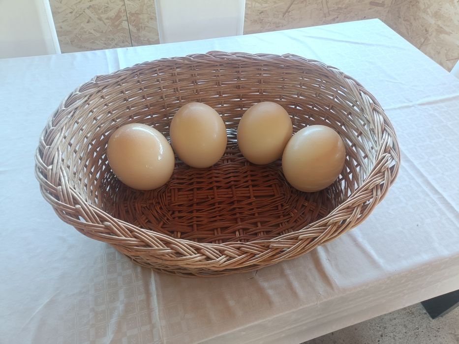 Oua de struț de vanzare