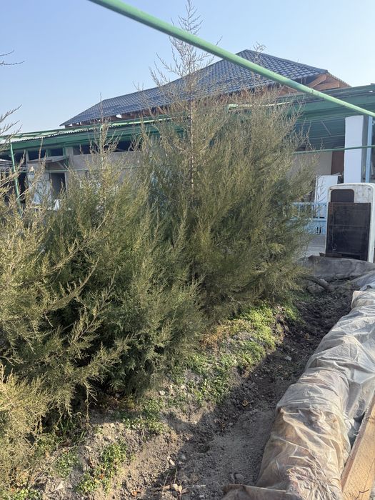 Можевельник молодой