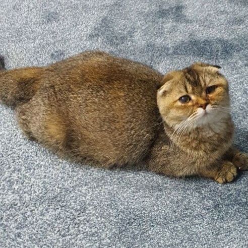 Продается шикарный мальчик скотишфолд, шиншилла шоколадное золото.