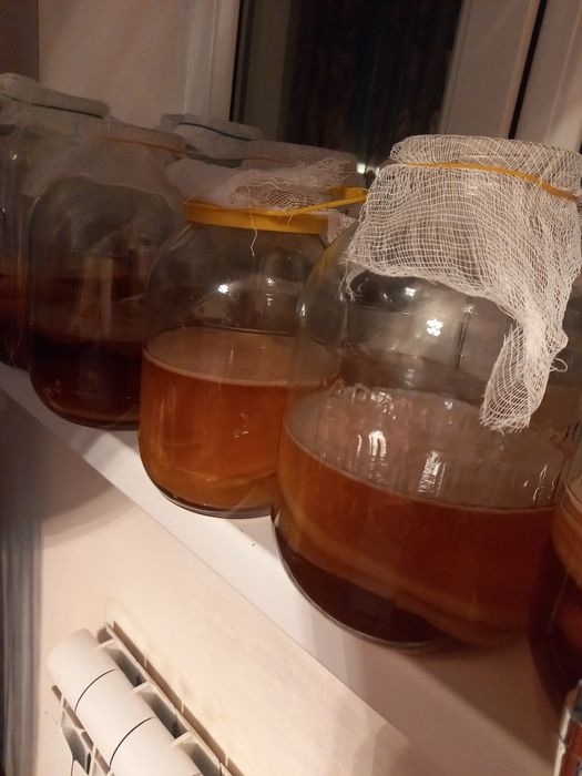 Продам чайный гриб