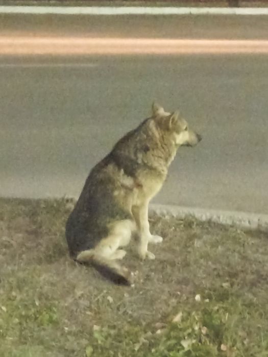 Ищем дом для доброго пёсика!