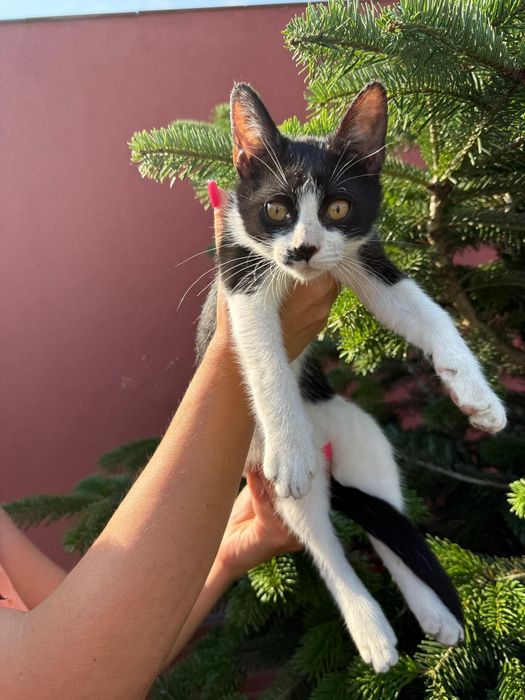 Adopție 5 pisoi minunați!