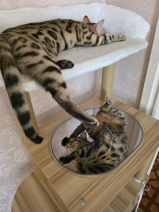 Бенгальский котенок