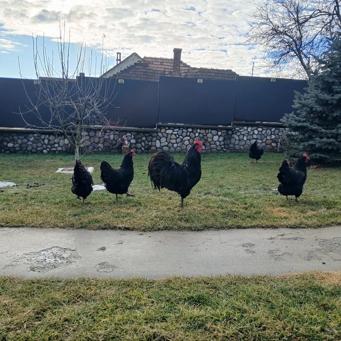 Puișori de găina rasa Australorp