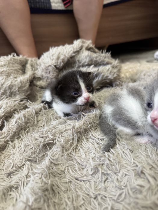 Отдам котят в добрые руки