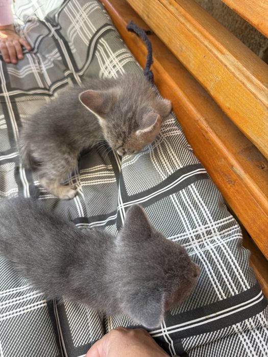 Подарявам малки котенца