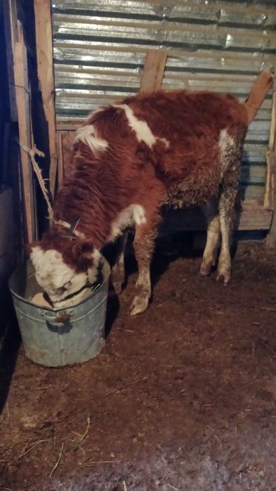 Семиз баилау тана сатылады