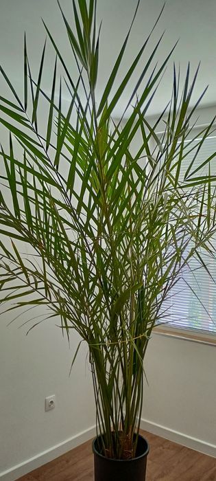 Финикова палма със саксия - 240см.!