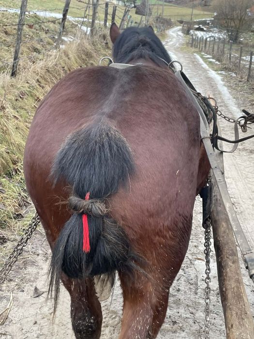 Vand un manz de doi ani