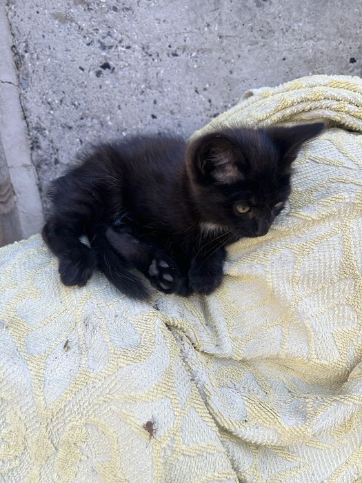 отдам котенка, мальчик