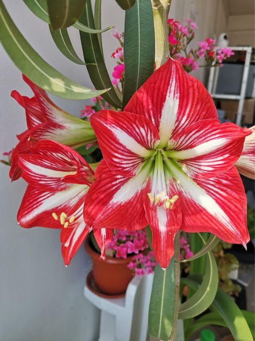 Amaryllis si Cactus