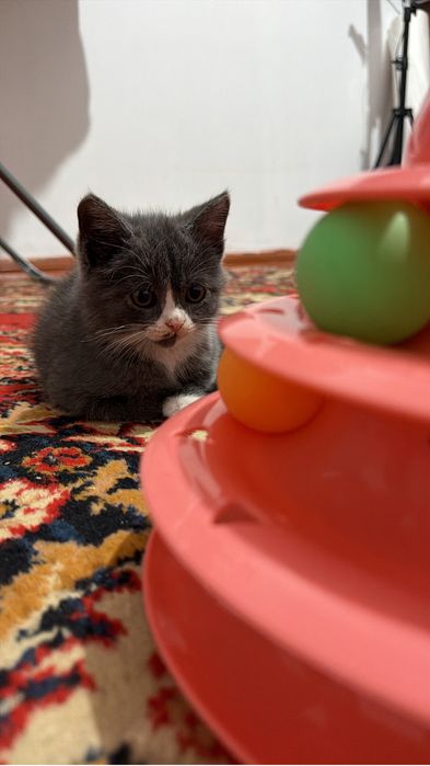 Котёнок продаю.