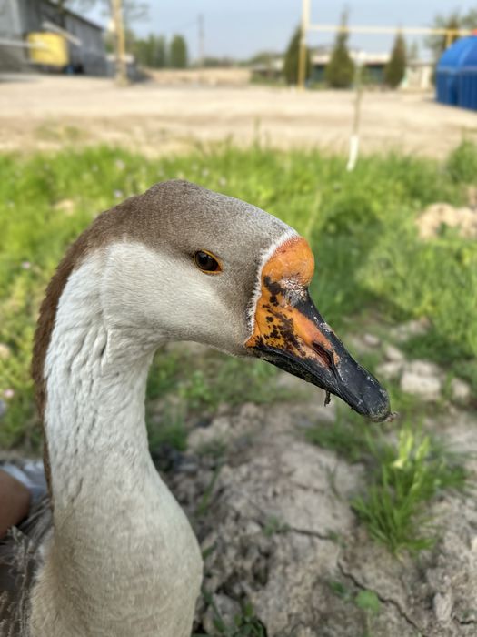 Индюк ordak goz sotiladi