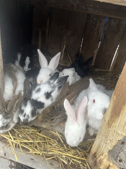 Vand pui de iepure varsta 2 luni