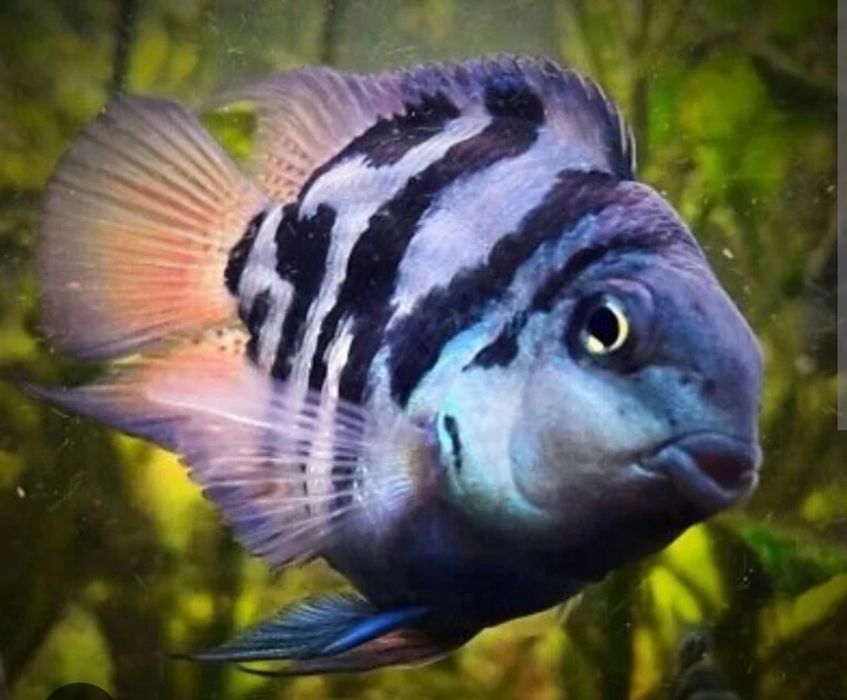Parrot Polar Blue