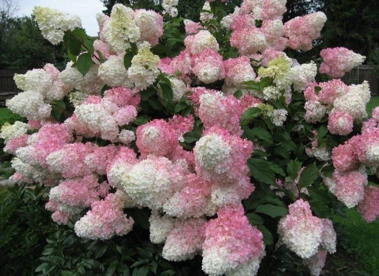 Саженцы гортензии