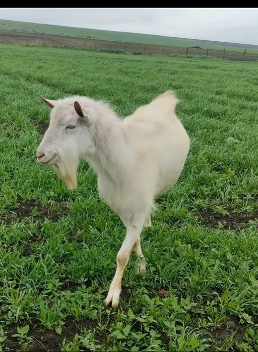 Vând țap Saanen și țap Murciano Granadina