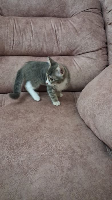 Бесплатно котёнок мальчик