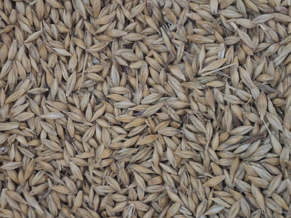 Vand grau , porumb , orz , mazare