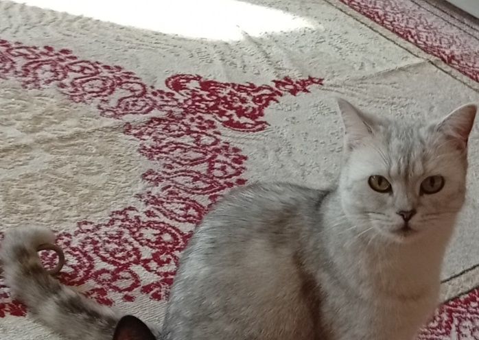 Отдам кошечку в добрые руки