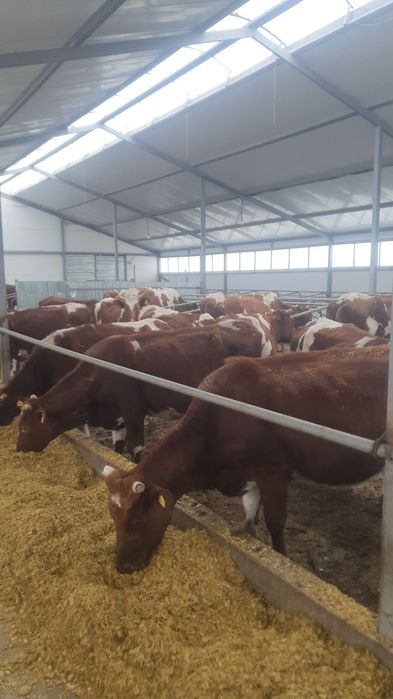 Молоко оптом с доставкой