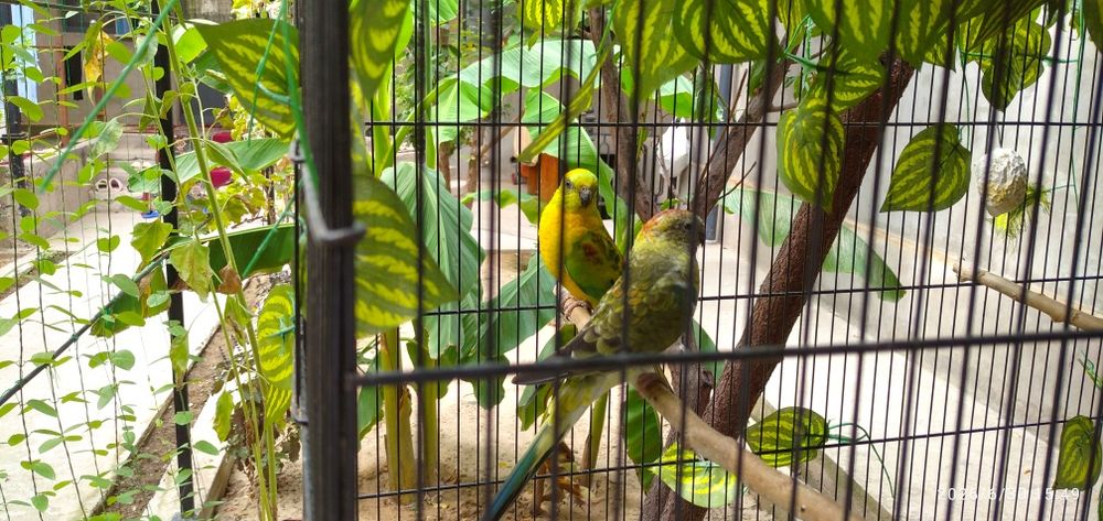 Pevchiy papugay sotiladi