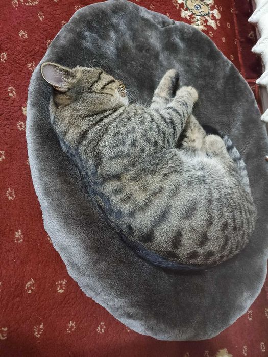 Отдаётся кот в добрые руки.