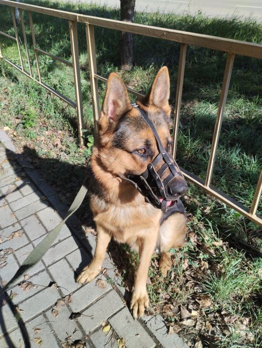 Животные вязка собак