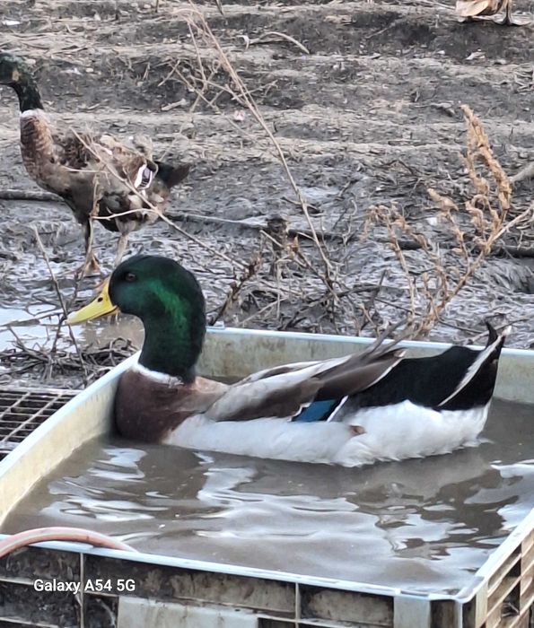 Boboci de rata colorata