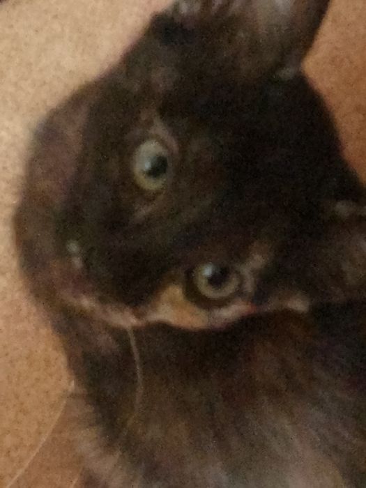 Котята  в хорошие руки