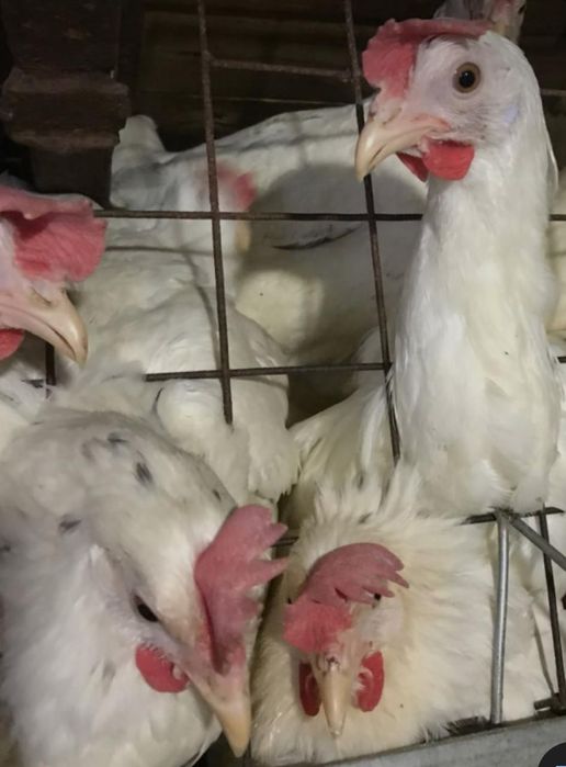 Несушки белые Коралл