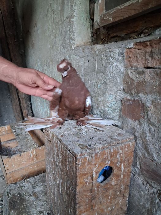 Голубь двухчубый самец.