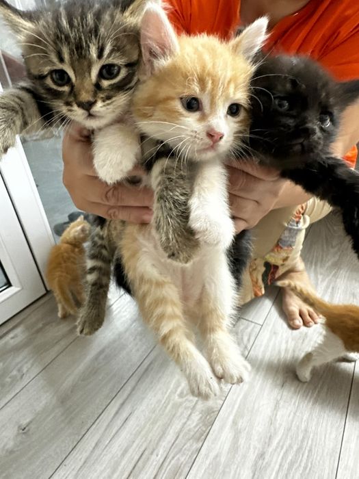 Отдам котят в добрые, хорошие руки
