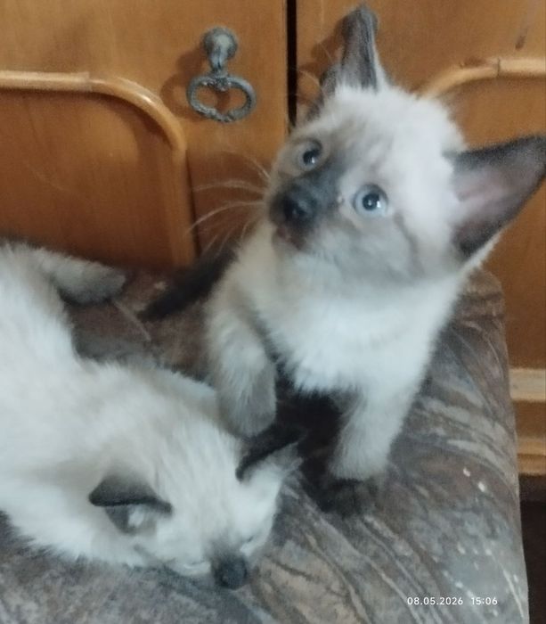 Котята Сиамские Мальчики
