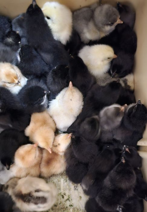 Продаются суточные цыплята