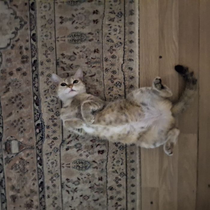 Отдам в добрые руки