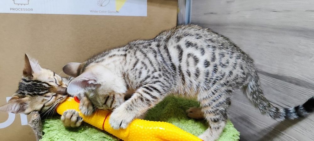 Бенгальские котята