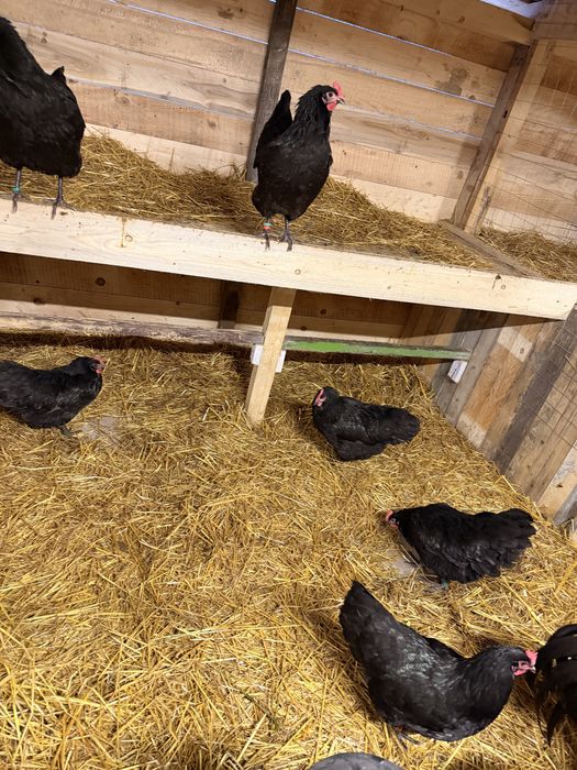 Vand familie 2 gaini si 1 cocos Australorp Negru