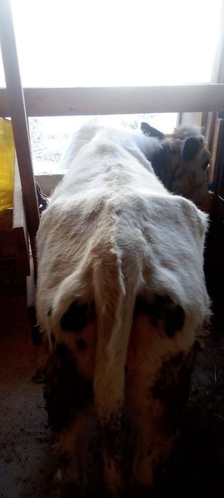 Ona bola sigir sogʻlom