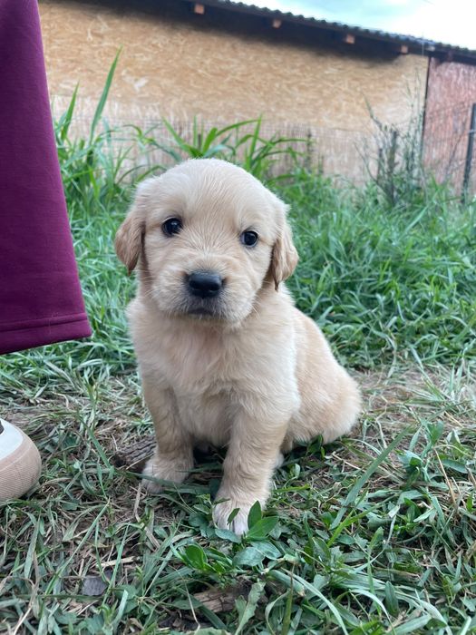 Vând puiuți rasa Golden Retriever