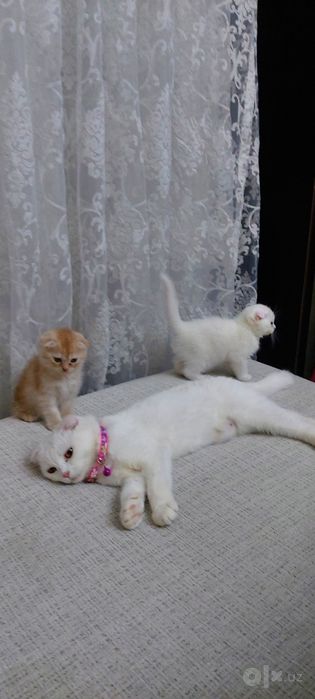 3ta Scottish Fold mushugi