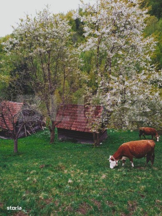 Teren intravilan agricol in Bran - Brasov