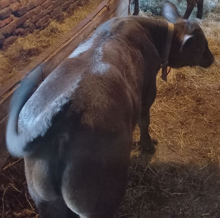 Vând 2 viței Angus