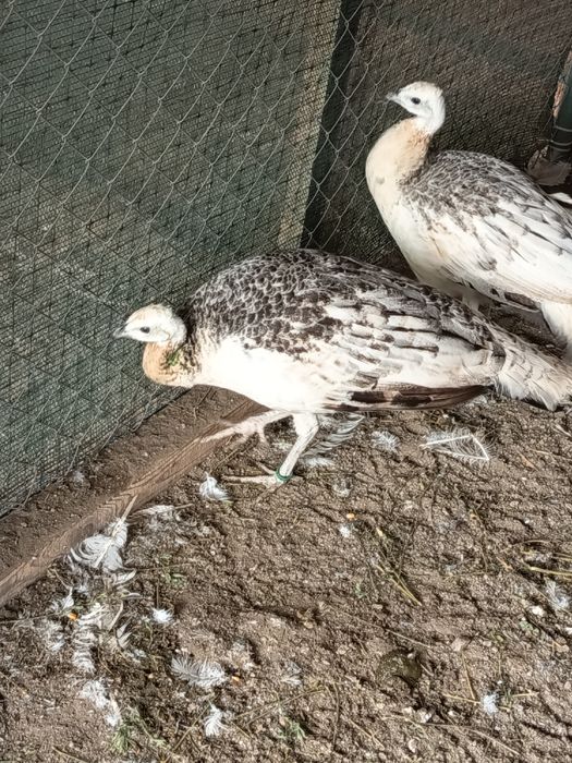 Vând păuni ,,Păunițe "