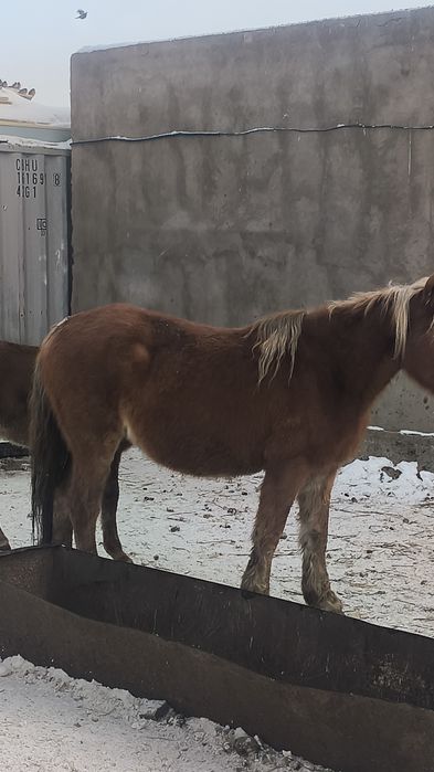 Кобыла с откорма