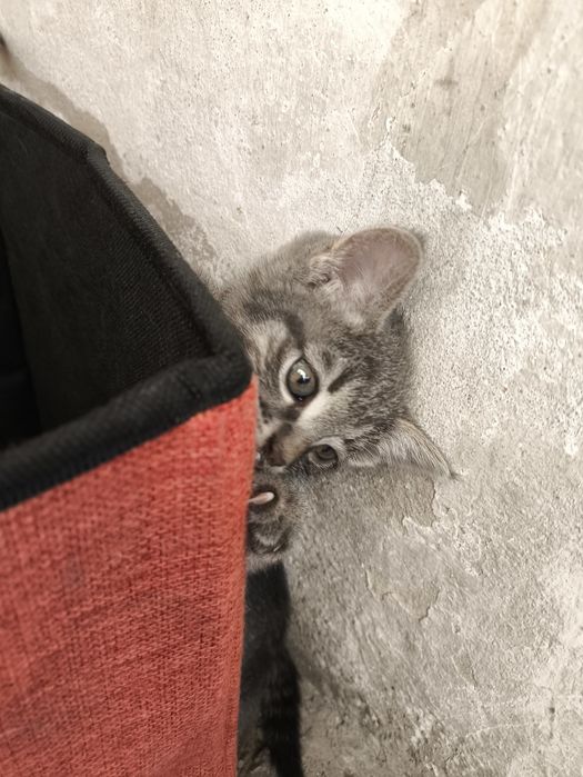 Отдам котят 1.5 месяца