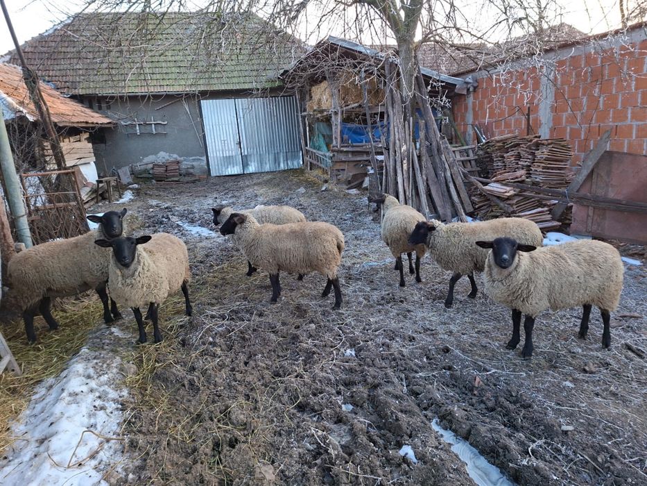 Oi Suffolk - gestante sau cu miei -